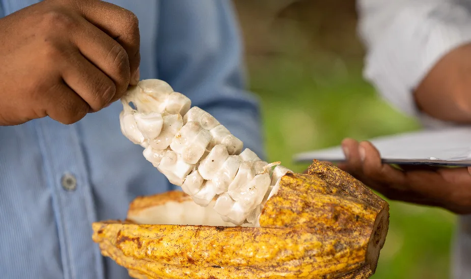 cacao